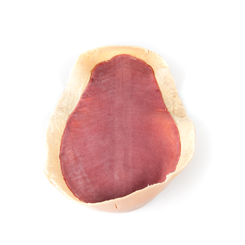 (123009) Canine Abdominal Skin Plate