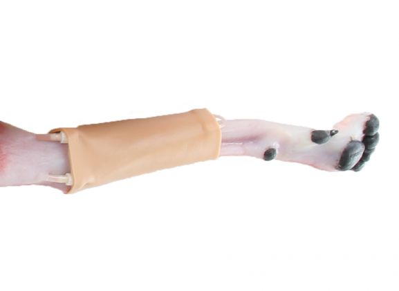 https://www.jayakelana.id/uploads/product/-123011-canine-hindlimb-skin-3504800bee7ebd7_cover.jpg