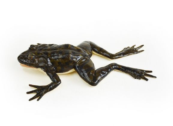 https://www.jayakelana.id/uploads/product/-124001-synfrog-dissection-model-190921a6e9ea316_cover.jpg