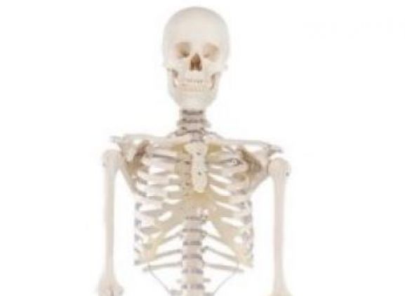 https://www.jayakelana.id/uploads/product/-3001-skeleton-willi-708708ad43a7e96_cover.jpg