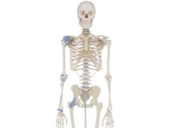 https://www.jayakelana.id/uploads/product/-3004-skeleton-otto-with-766771bc607ee71_cover.jpg