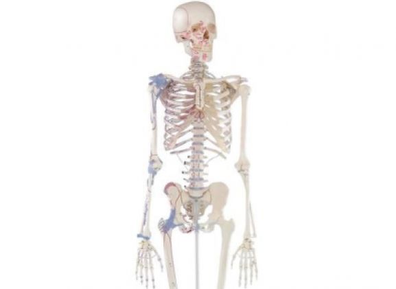 https://www.jayakelana.id/uploads/product/-3010-skeleton-bert-with-59781e1e382b596_cover.jpg