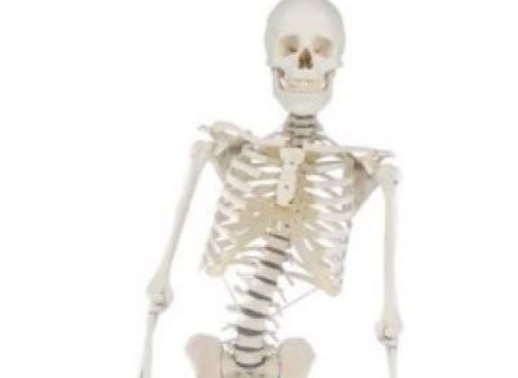 https://www.jayakelana.id/uploads/product/-3014-skeleton-hugo-with-91071ead11e0060_cover.jpg