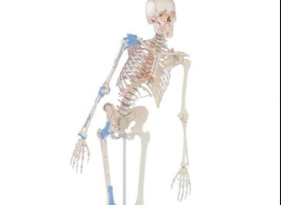 https://www.jayakelana.id/uploads/product/-3016-skeleton-max-with-80029171384a225_cover.jpg