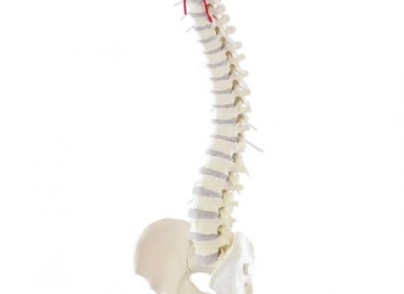 https://www.jayakelana.id/uploads/product/-4006-vertebral-column-with-13064435979d758_cover.jpg