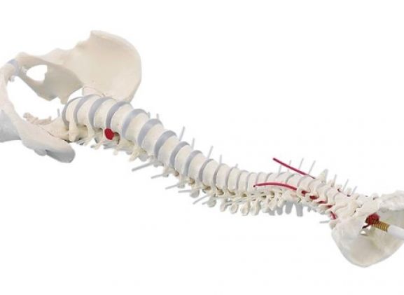 https://www.jayakelana.id/uploads/product/-4024-standard-spine-with-34360e046ca0196_cover.jpg