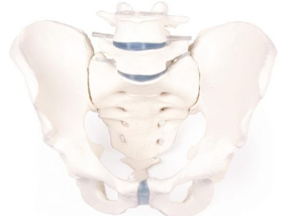 https://www.jayakelana.id/uploads/product/-4056-male-pelvis-with-458841694471302_cover.jpg