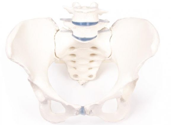 https://www.jayakelana.id/uploads/product/-4058-female-pelvis-with-12392abf9e9c169_cover.jpg