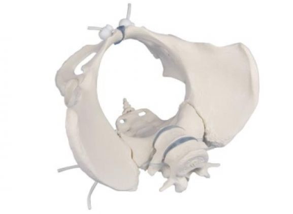 https://www.jayakelana.id/uploads/product/-4058g-female-pelvis-with-13340fab04c8bea_cover.jpg