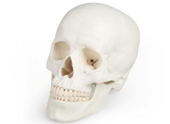 https://www.jayakelana.id/uploads/product/-4500-skull-model-3-95044f125b7bf2c_cover.jpg