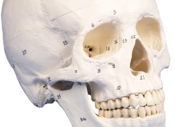 https://www.jayakelana.id/uploads/product/-4505-skull-model-3-part--25455f6151c21c4_cover.jpg