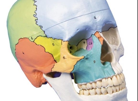 https://www.jayakelana.id/uploads/product/-4508-skull-model-3-part--271427e85ebee69_cover.jpg