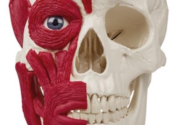 https://www.jayakelana.id/uploads/product/-4514-skull-with-musculature-91582916e8ec450_cover.jpg