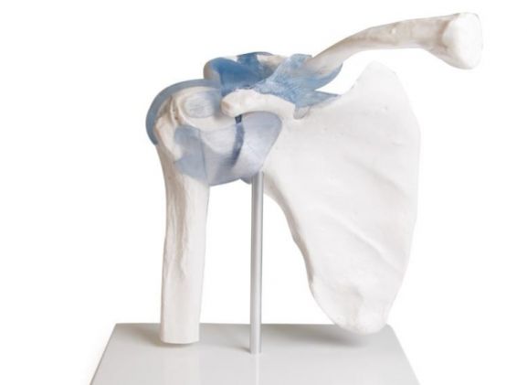 https://www.jayakelana.id/uploads/product/-4550-shoulder-joint-with-301636d6db8d68b_cover.jpg
