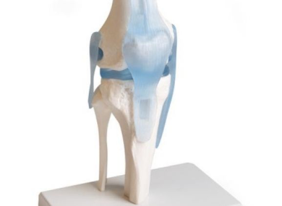 https://www.jayakelana.id/uploads/product/-4552-knee-joint-with-295908a9438034a_cover.jpg