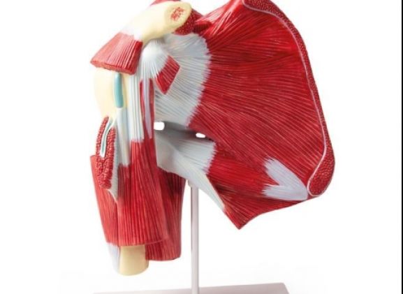 https://www.jayakelana.id/uploads/product/-4569-model-of-shoulder-49013394441c118_cover.jpg