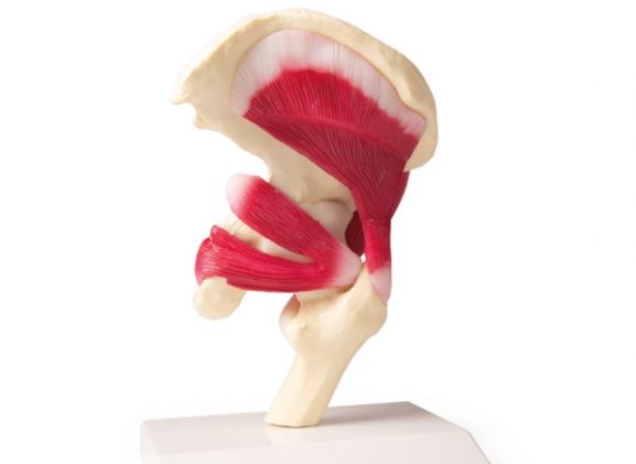 https://www.jayakelana.id/uploads/product/-4663-hip-joint-life-20362fae9a7c01a_cover.jpg