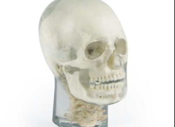 https://www.jayakelana.id/uploads/product/-7300-x-ray-phantom-head-788086d6d940225_cover.jpg