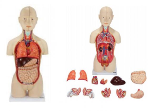 https://www.jayakelana.id/uploads/product/-a-104264-axis-scientific-16-part-30663c5842538a5_cover.png