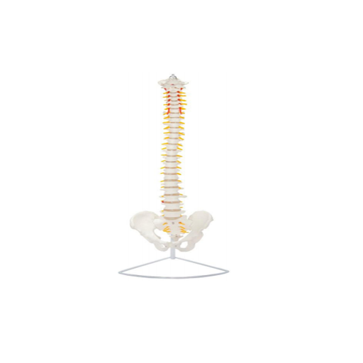 (A-104268) AXIS SCIENTIFIC LIFE-SIZE FLEXIBLE VERTEBRAL COLUMN 