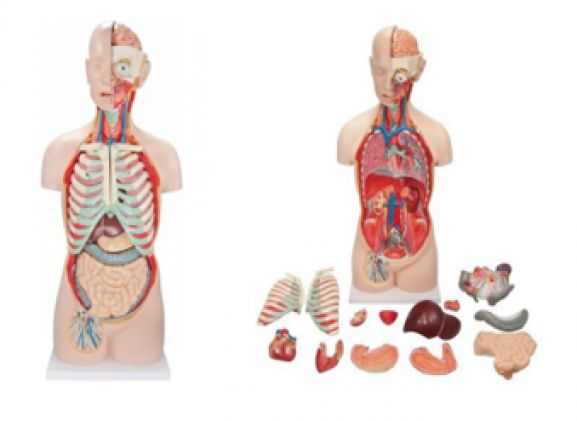 https://www.jayakelana.id/uploads/product/-a-104283-axis-scientific-18-84222df3595fd7e_cover.png