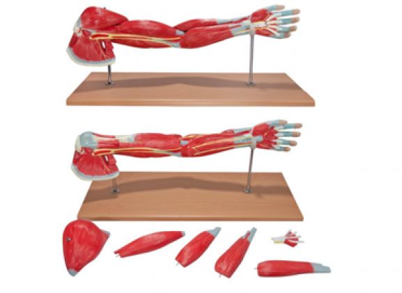 https://www.jayakelana.id/uploads/product/-a-104284-axis-scientific-premium-8689277f09eac96_cover.png