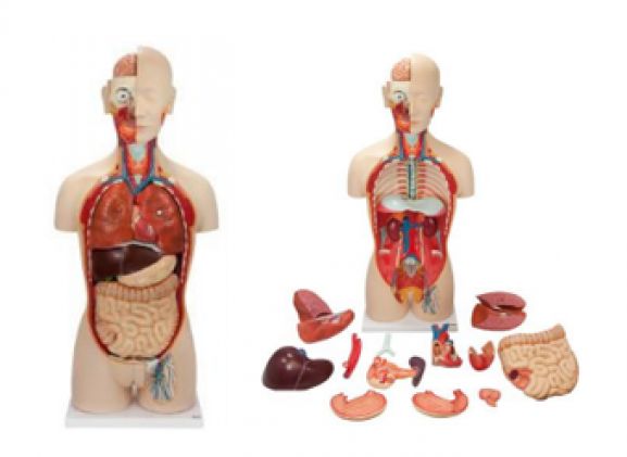 https://www.jayakelana.id/uploads/product/-a-104286-axis-scientific-27-part-47255c561b42dbd_cover.png
