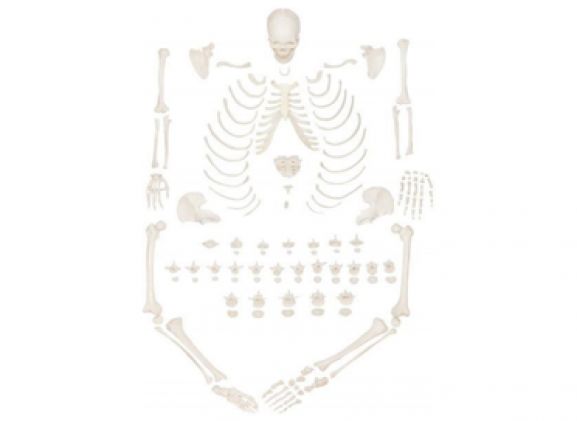 https://www.jayakelana.id/uploads/product/-a-104406-axis-scientific-lengkap-94837050f0ab4c5_cover.png