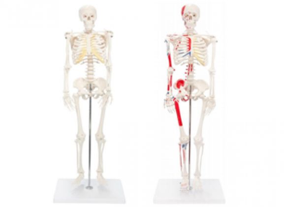 https://www.jayakelana.id/uploads/product/-a-105168-a-105170-axisscientificminiaturehumanskeleton-painted-skeleton-93229857e20c8ae_cover.png