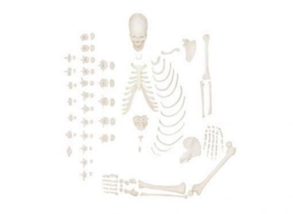 https://www.jayakelana.id/uploads/product/-a-105171-axis-scientific-half-9062860abf71404_cover.png