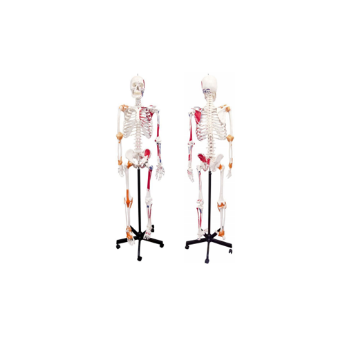  (A-105172) AXIS SCIENTIFIC HUMAN SKELETON WITH FLEXIBLE SPINE, MUSCLE INSERTIONS, AND LIGAMENTS