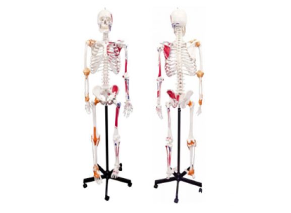 https://www.jayakelana.id/uploads/product/-a-105172-axis-scientifichuman-skeletonwith-17593ce415f5751_cover.png