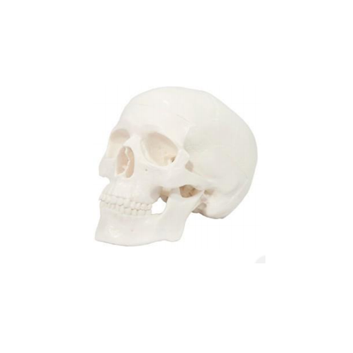 (A-105173) AXIS SCIENTIFIC MINIATURE SKULL 