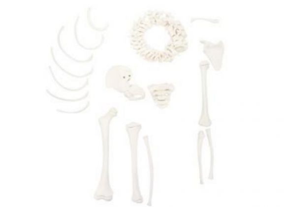 https://www.jayakelana.id/uploads/product/-a-105176-axis-scientific-disarticulatedhalf-57209179176ba02_cover.png