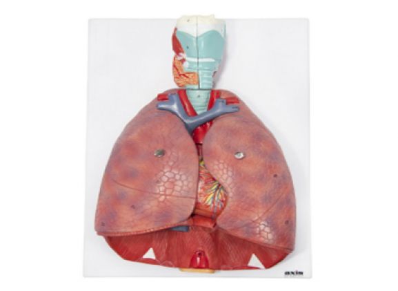 https://www.jayakelana.id/uploads/product/-a-105184-axis-scientific-7-bagian-36806c311e1a582_cover.png