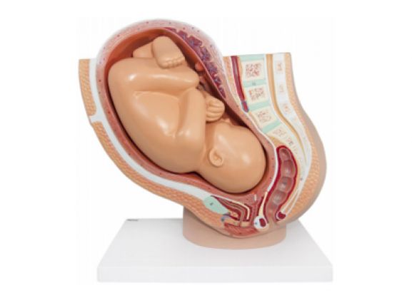 https://www.jayakelana.id/uploads/product/-a-105189-axis-scientific-pregnancy-154785094ebbdf1_cover.png
