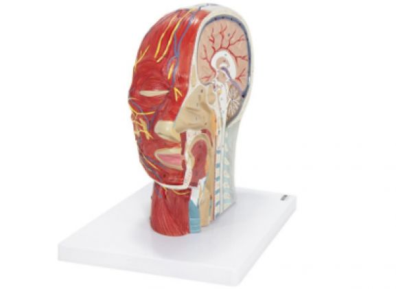 https://www.jayakelana.id/uploads/product/-a-105192-axis-scientific-half-9796320ee2a6720_cover.png