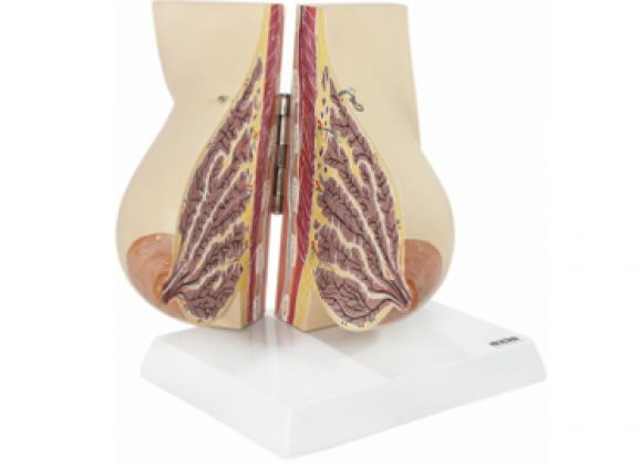 https://www.jayakelana.id/uploads/product/-a-105193-axis-scientific-payudara-428075625a791a3_cover.png