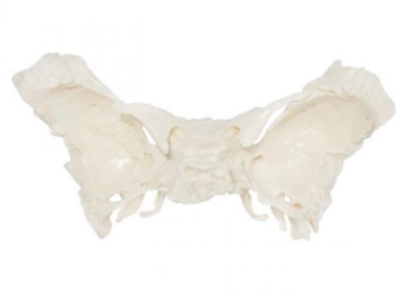 https://www.jayakelana.id/uploads/product/-a-105195-tulang-spehnoid-ilmiah-868055a2ded3a5e_cover.png