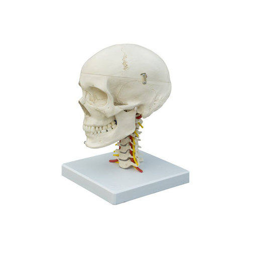 (A224) ANATOMICAL MODEL - SKULL ON CERVICAL VERTEBRAE 