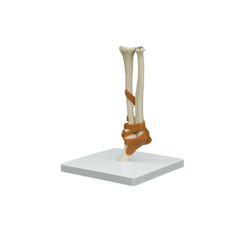 (A253) ANATOMICAL MODEL - ELBOW JOINT 