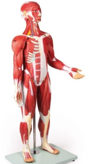 (B160) Muscular Figure, 30 Parts, 85 cm