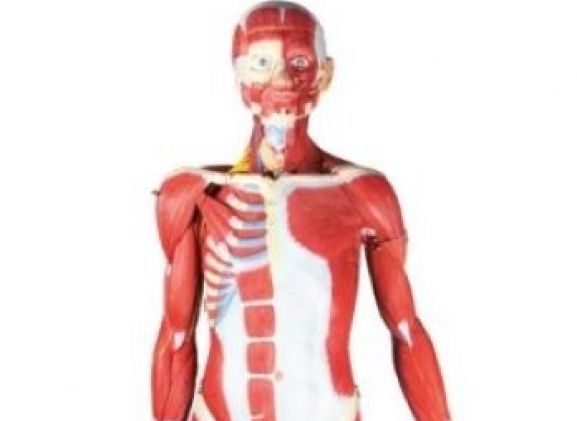 https://www.jayakelana.id/uploads/product/-b190-muscular-figure-2-3-5569450d3c7f789_cover.jpg