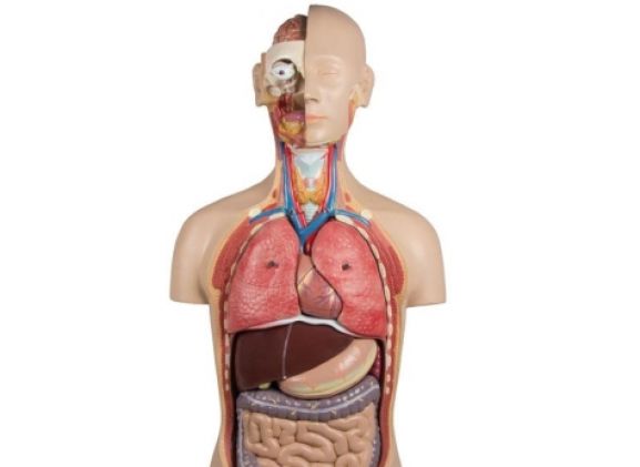 https://www.jayakelana.id/uploads/product/-b235-torso-with-open-58227e09db3611a_cover.jpg