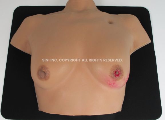 https://www.jayakelana.id/uploads/product/-c-bat-01-breast-anatomy-model-50077eb6d239cb5_cover.jpg