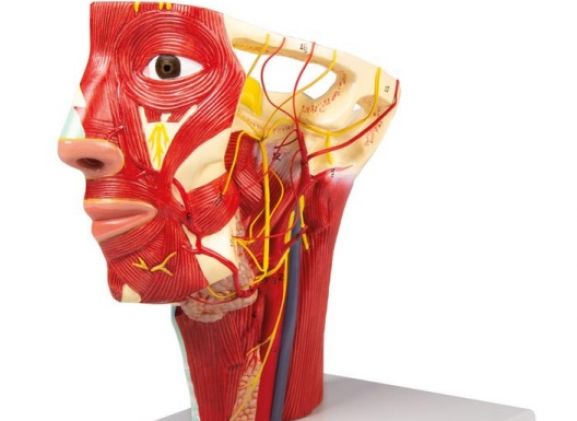 https://www.jayakelana.id/uploads/product/-c130-arteries-of-head-62618e5c94476e0_cover.jpg