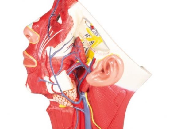 https://www.jayakelana.id/uploads/product/-c132-veins-of-head-98221ecf070c750_cover.jpg
