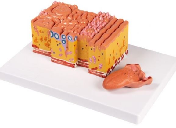 https://www.jayakelana.id/uploads/product/-c166-tongue-and-tongue-716073875273228_cover.jpg