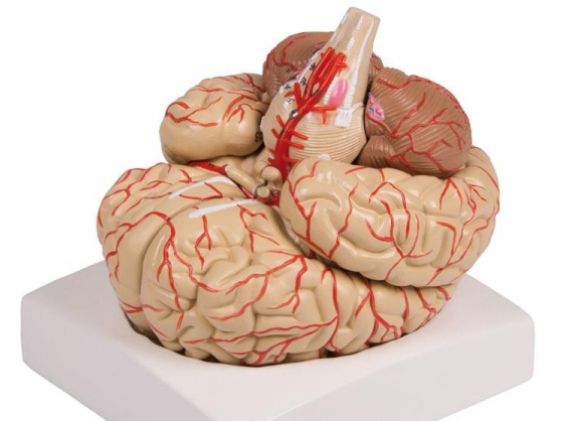 https://www.jayakelana.id/uploads/product/-c220-brain-model-9-part-79379950ba31139_cover.jpg