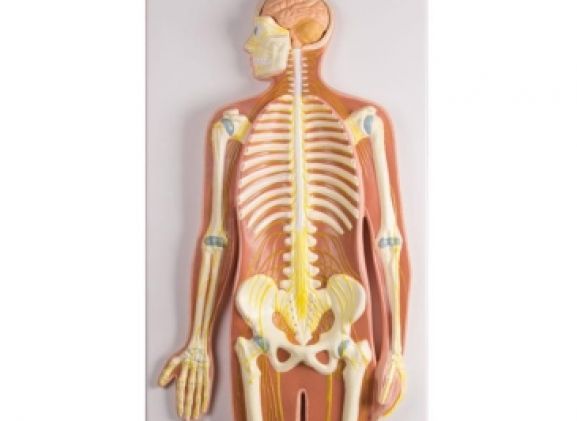 https://www.jayakelana.id/uploads/product/-c240-nervous-system-1-2-2473372fae2fbf7_cover.jpg